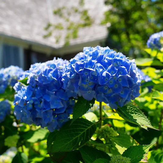 Nantucket Hydrangea House- Mini Car Diffuser